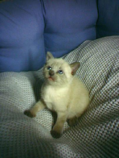 2007-01 Saphir 001.jpg